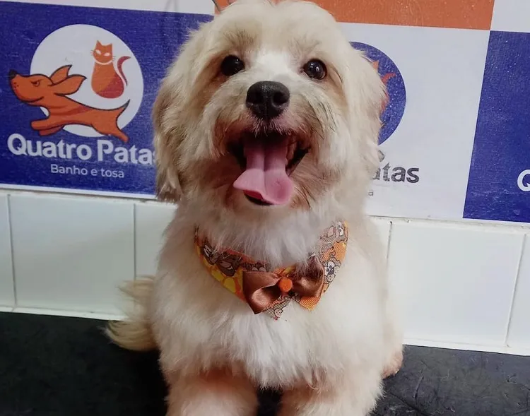 Pity foge no Aviso, e criança de 12 anos pede ajuda aos leitores