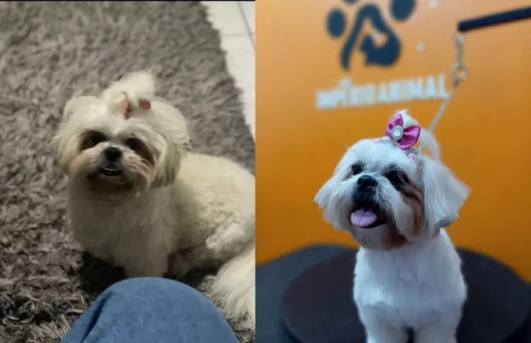 Tem recompensa: Flor foge no Aviso. “É parte da nossa família”