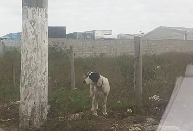 Cachorro é encontrado amarrado em cerca no Movelar, Linhares. “Sem água e comida”