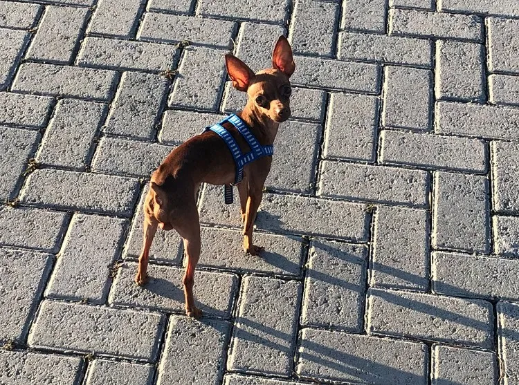 Theo foi atropelado, comunicou leitora. Ela estava chorando muito