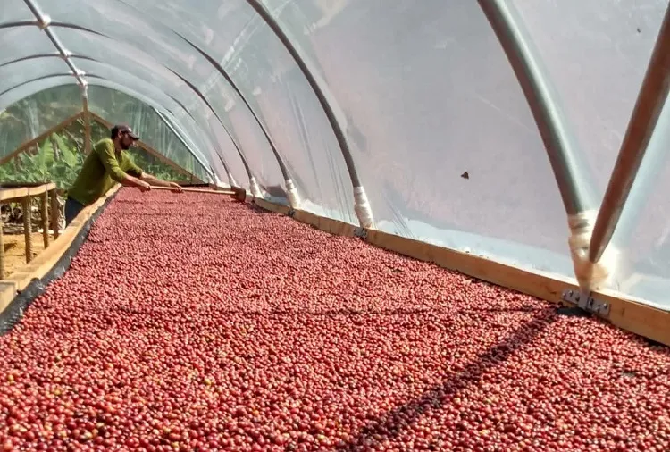 Quase R$ 10 mil em prêmio: Prazo para inscrição no 7º Concurso da Qualidade do Café Conilon de Linhares está terminando