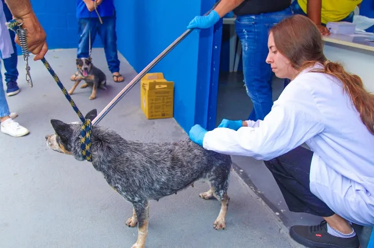 Segunda-feira, 16: Vacinação de animais gratuita em Desengano e Rio Quartel