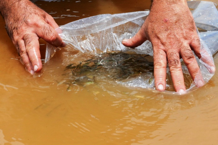50 mil peixes são soltos no Rio Doce