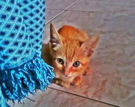 Gatinha com corda no pescoço é resgatada no Interlagos