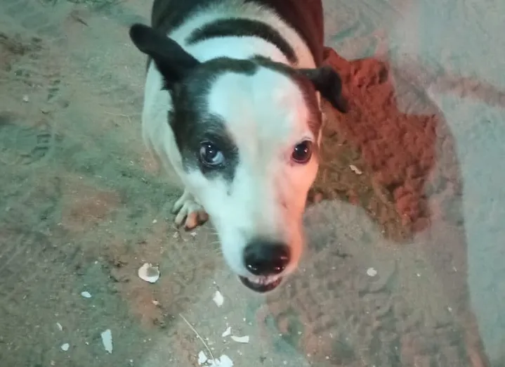 Abandonado, doguinho chora por atenção no Três Barras, Linhares