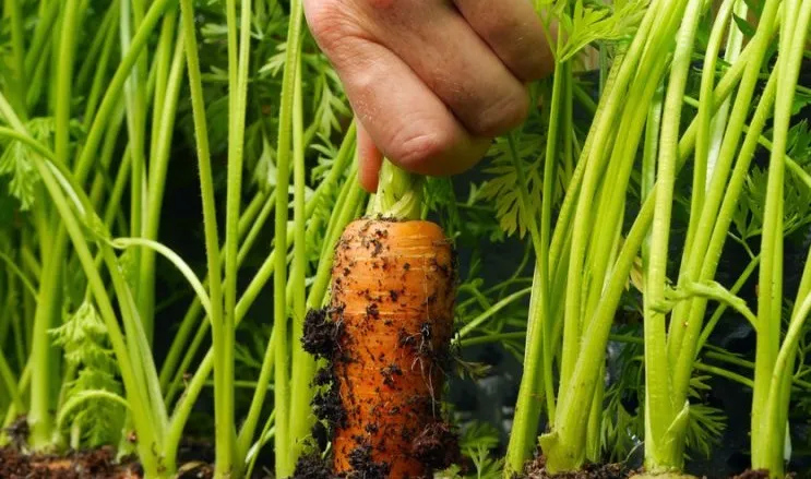 Prefeitura de Linhares promove o 1º Dia de Campo em Agroecologia