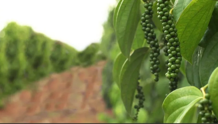 Em novembro: Jaguaré sediará o 1° Fórum Nacional da Pimenta-do-Reino realizado pela Brazilian Spice Association