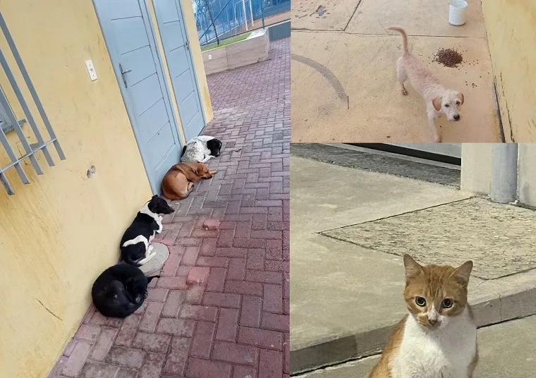 “Pedimos socorro”. Voluntário se desespera ao falar de animais abandonados no Três Barras, Linhares