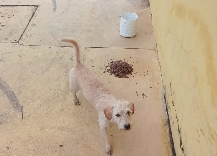 Começam inscrições para castrar 600  cães e gatos fêmeas em Linhares. É de graça