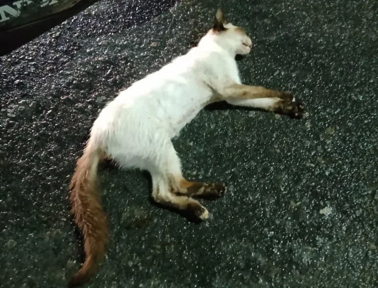 Gato de rua é atropelado e morto no Três Barras. “Vou achar imagens”, diz protetor bastante abalado