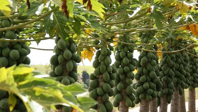 IX Simpósio do Papaya Brasileiro acontece essa semana em Linhares