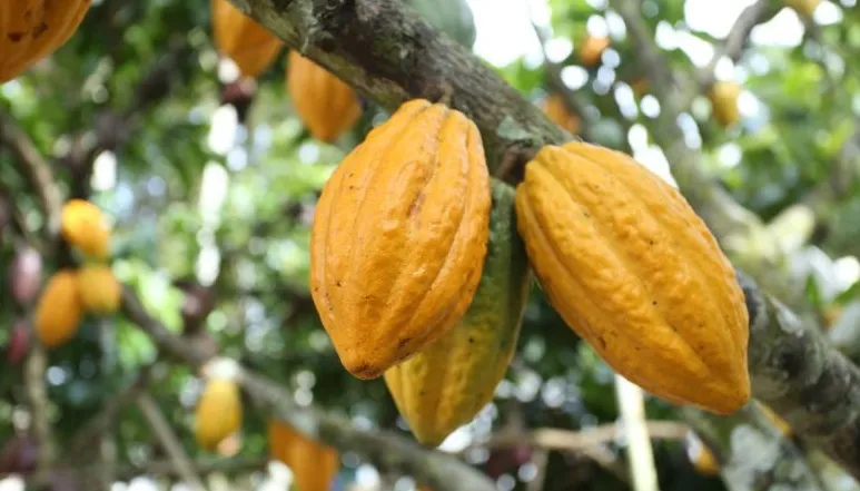  Cacauicultores já podem se inscrever na 8ª edição do Concurso de Qualidade de Amêndoas de Cacau Capixaba