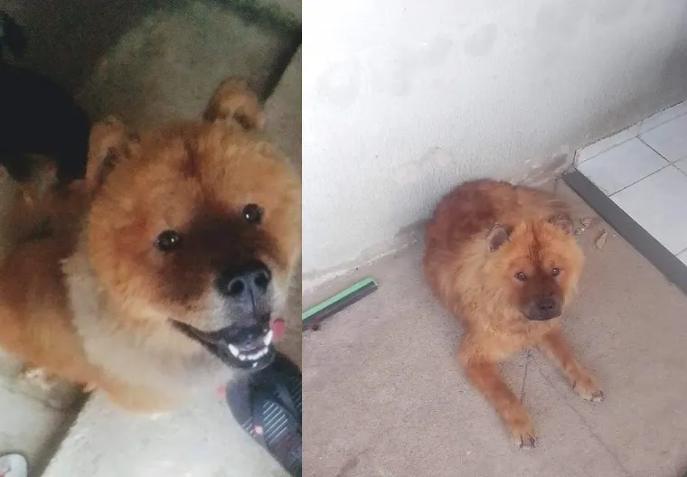 Valente foge no Jocafe, e dono do doguinho se desespera. “Só se alimenta quando chego do serviço”