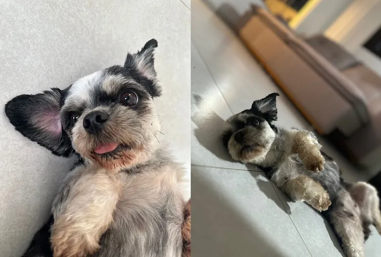 Aisha de volta ao lar! Alegria geral na casa