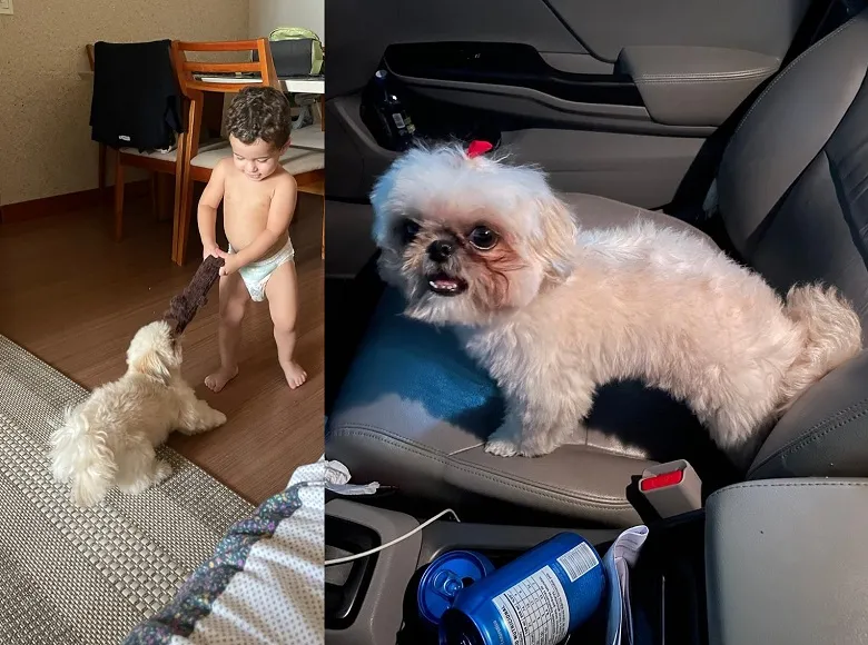 Recompensa: Bela foge no Centro, e crianças não param de chorar. Ela tem diabetes e trata doença do carrapato