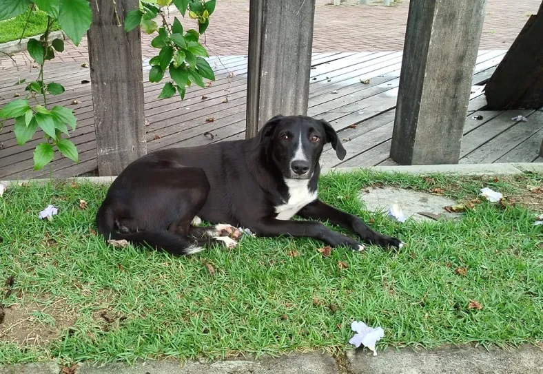 Abandonado: Cachorro é expulso de veículo em praça de Linhares. “Abriram o carro e o colocaram para fora”