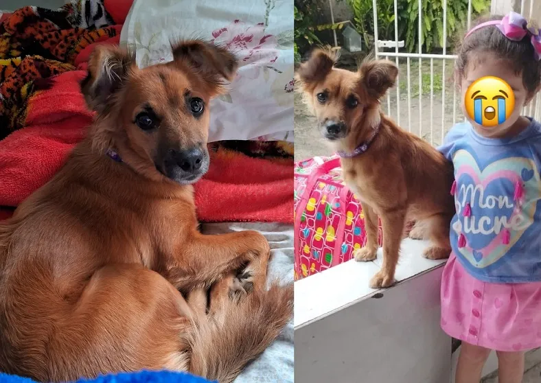 Recompensa: Luna se assusta com fogos e foge no Interlagos, garotinha autista é muito apegada e está chorando