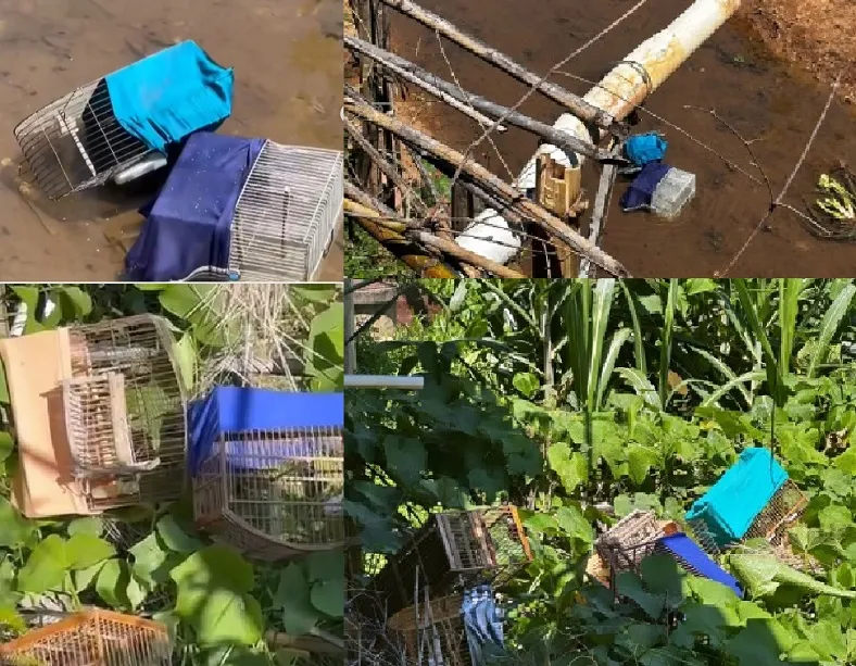 Aves escapam de afogamento em ação da Polícia Ambiental em São José do Calçado