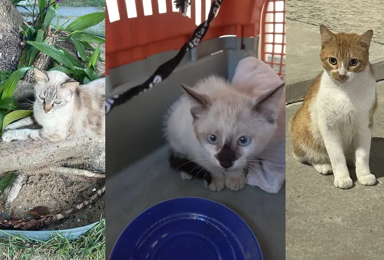 Feira de adoção em Linhares: Cada amiguinho mais fofo que o outro