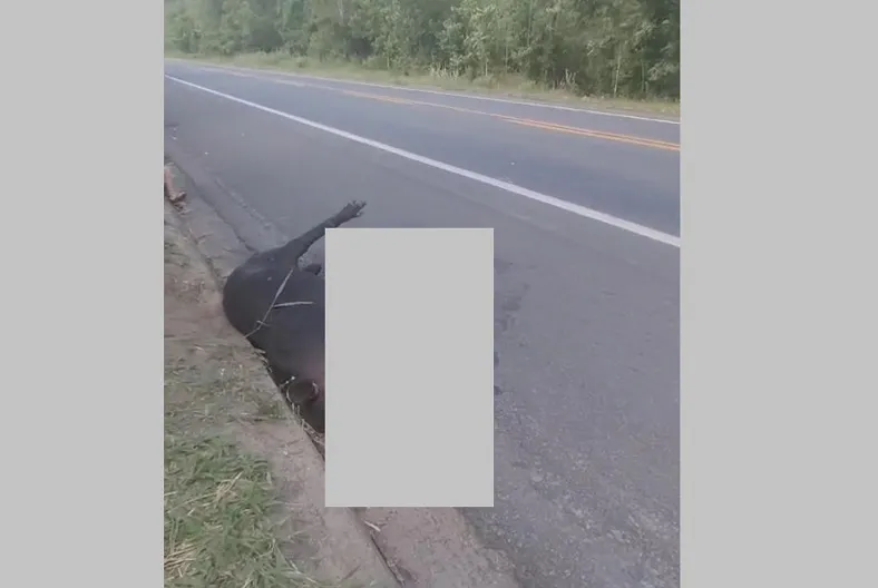 Sooretama: Anta atropelada agoniza por horas esperando socorro na BR-101