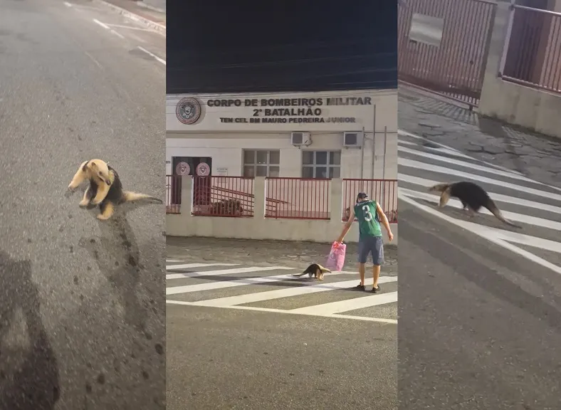 Tamanduá obedece humano e segue com ele até o Corpo de Bombeiros, Linhares