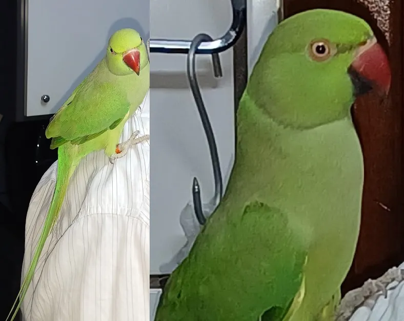 Recompensa: Belinha foge no Centro de Linhares. “Se assustou e voou”