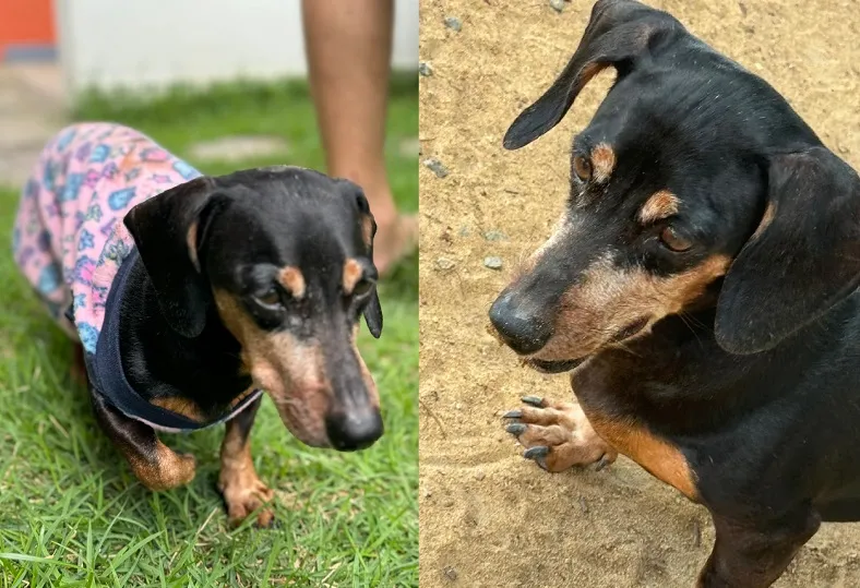Recompensa: Meg foge no Palmital. É idosa e só se alimenta e bebe água por seringa