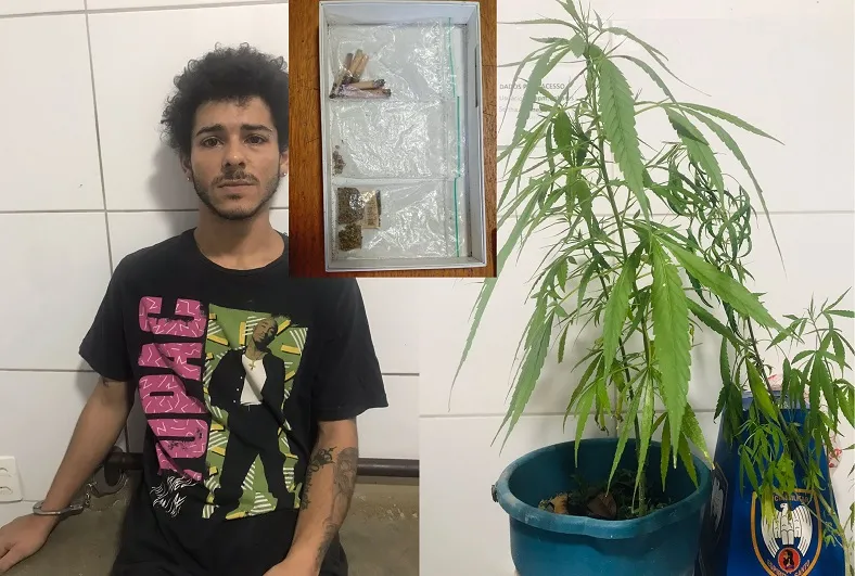 Pés de maconha em meio às orquídeas, sementes no quarto de jovem detido em Linhares