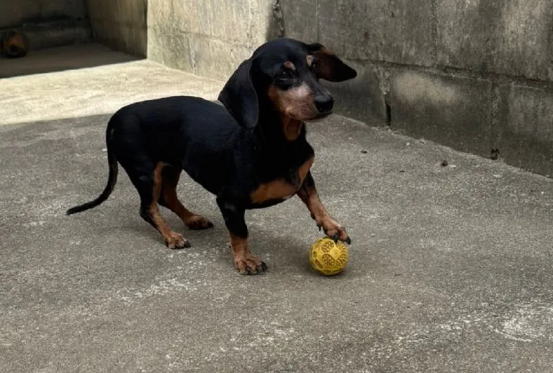 Meg cai de passarela, e vira estrelinha. Doguinha era idosa e nunca havia fugido