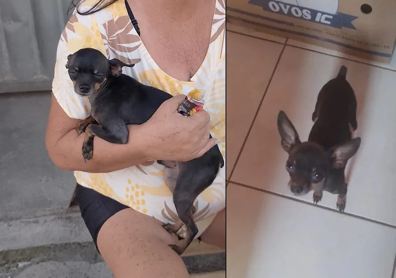 Recompensa: Tiquinho foge (de novo) no Interlagos. Menino autista chora e pede o amigo de volta