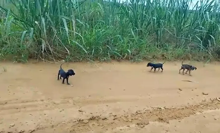 Doguinhos são abandonados na Estrada de Jataipeba, Linhares