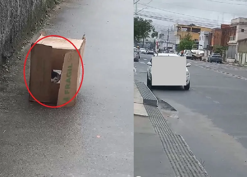Gatinho é abandonado no Interlagos, Linhares. “Como tem coragem?”