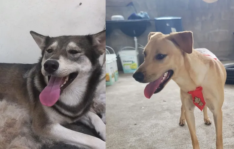 Encontrados! Aysha e Marley estão felizes da vida em casa