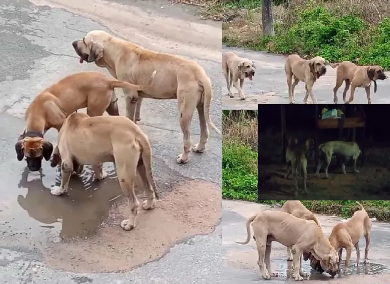 Dogões saem sem rumo pelas ruas em Linhares. “Apareceram de madrugada aqui no Movelar”