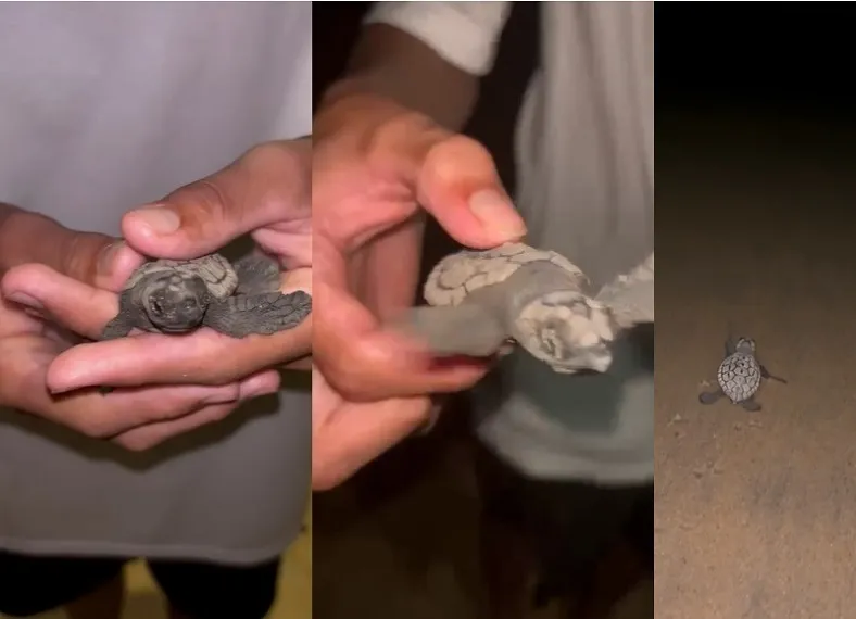 Tartaruguinhas esmagadas por carros no Pontal do Ipiranga, Linhares