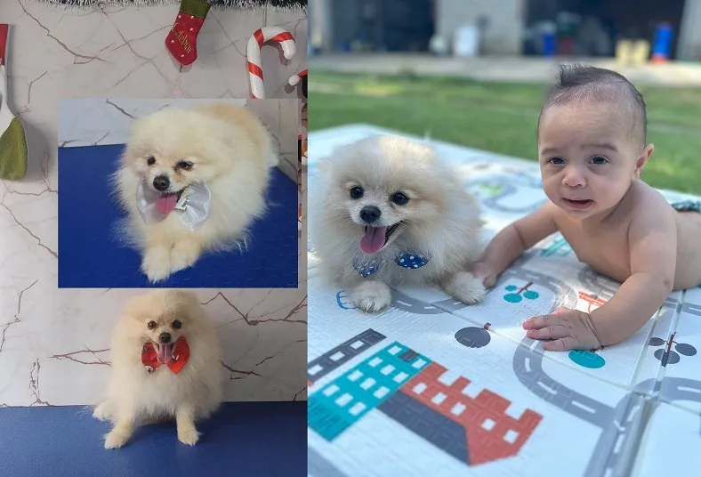 Frederico: Idoso e criança de 2 anos pedem ajuda para ter o doguinho de volta