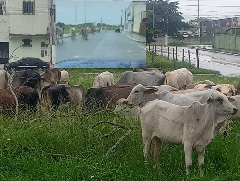 Boiada no Três Barras, Linhares: “Na rua da delegacia, e sem ninguém guiando”