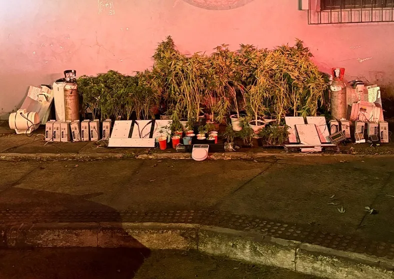 Mais de 200 pés de maconha em estufa apreendidos pela PM em Vila Velha