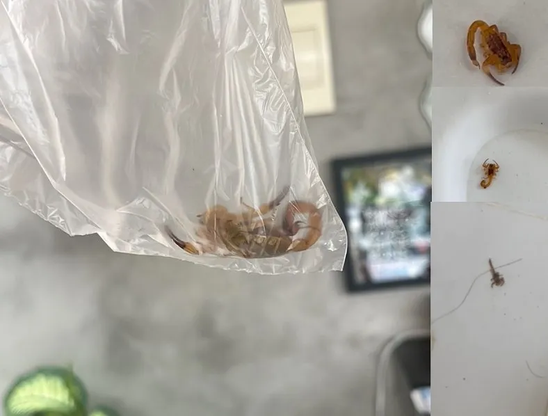 Escorpiões: Infestação preocupa moradores do Lagoa Park, Linhares