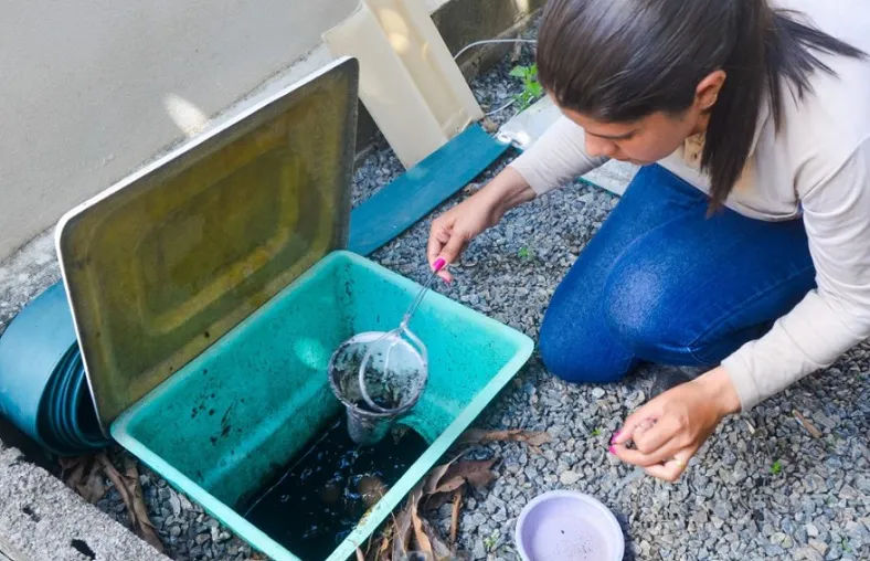 Dengue: 84 casos da doença em 15 dias em Linhares, e outros 104 estão sendo investigados