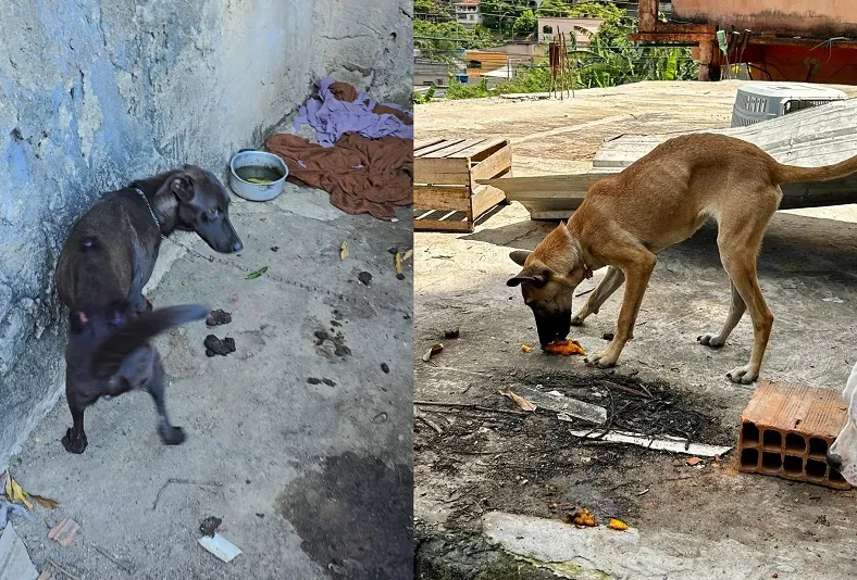Homem é preso e cães em condições precárias são resgatados em Vitória 