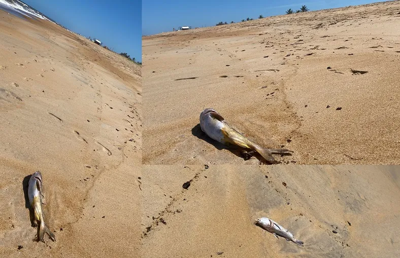 Pontal do Ipiranga: Peixes aparecem mortos na areia e no mar. Cena chama a atenção de turista