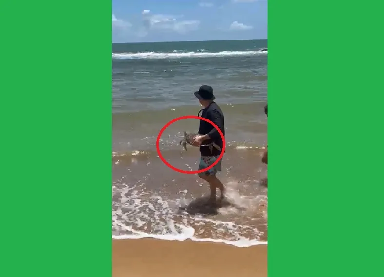 Tartaruga encanta banhistas na Praia de Urussuquara