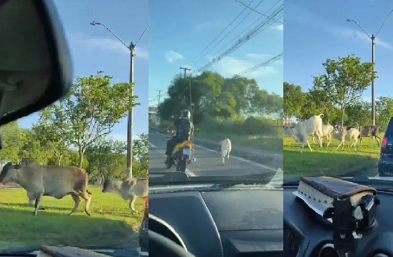 Família de gados brinca enquanto atravessa BR-101 em Linhares. Bezerrinho se perdeu
