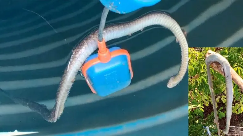 Cobra na caixa d’água em comunidade de Linhares. “Beberam muita água sabor serpente”