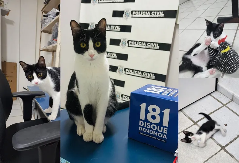 Sooretama: Frajola, o mascote da PC, alerta para a importância do 181