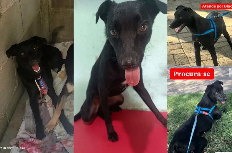 Black foge, voluntários pedem ajuda urgente. Ele é adotado e fugiu na Bagueira
