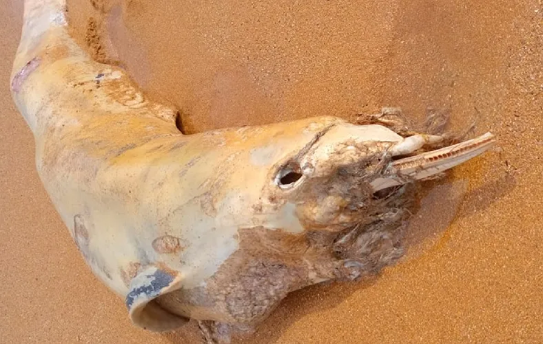 Cena triste na Praia dos Hóspedes, Aracruz. “deve ter encalhado”