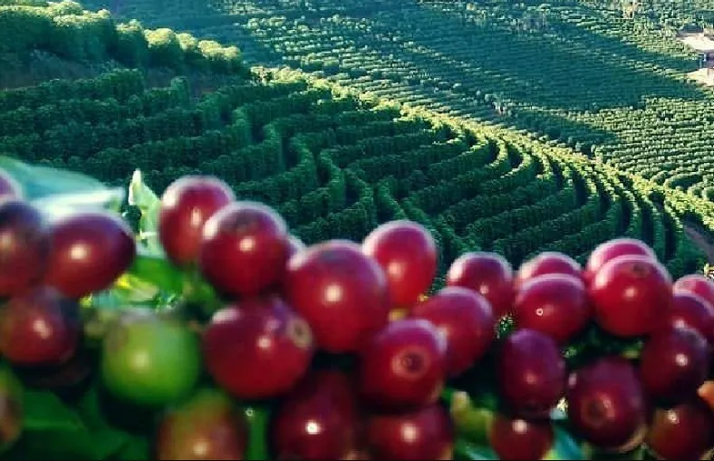 Comitiva do ES vai ao Vietnã por aumento da competitividade do café conilon capixaba