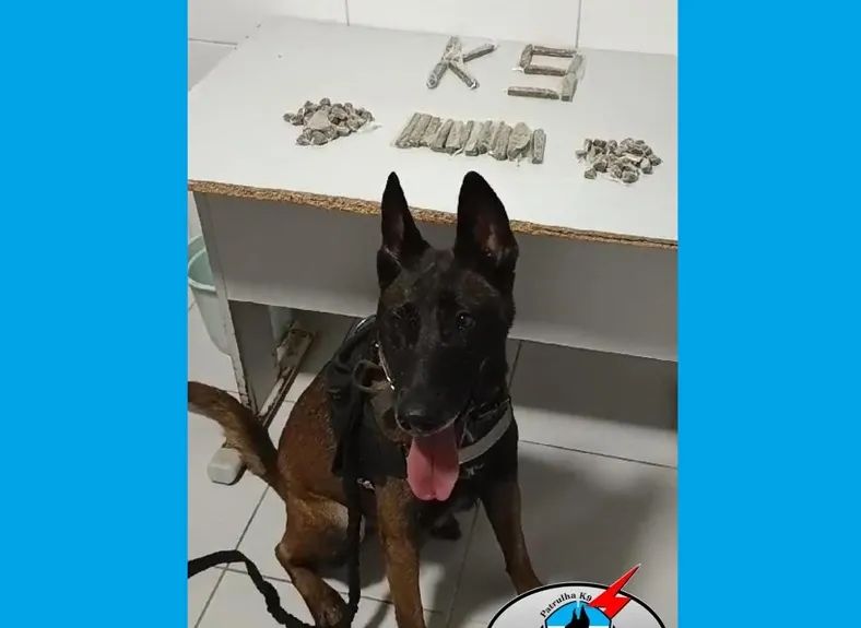Tiras e buchas de maconha no pasto, no Jocafe, Linhares. K-9 encontrou tudo